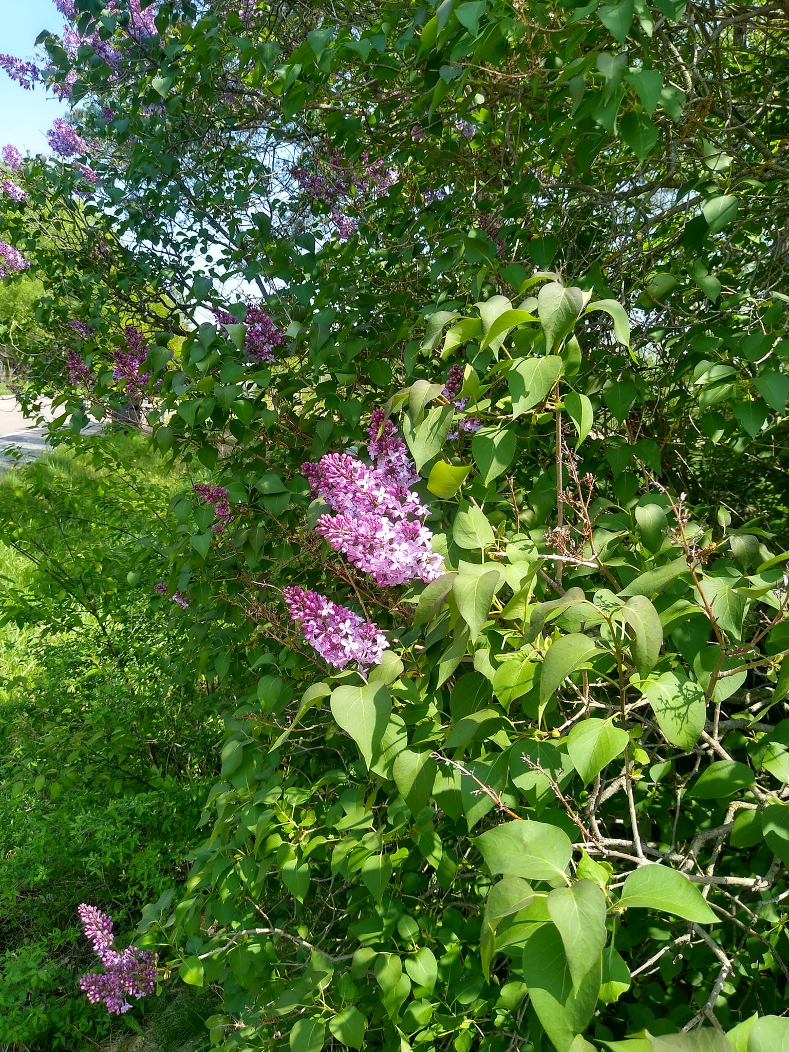 Lilac herbal information
