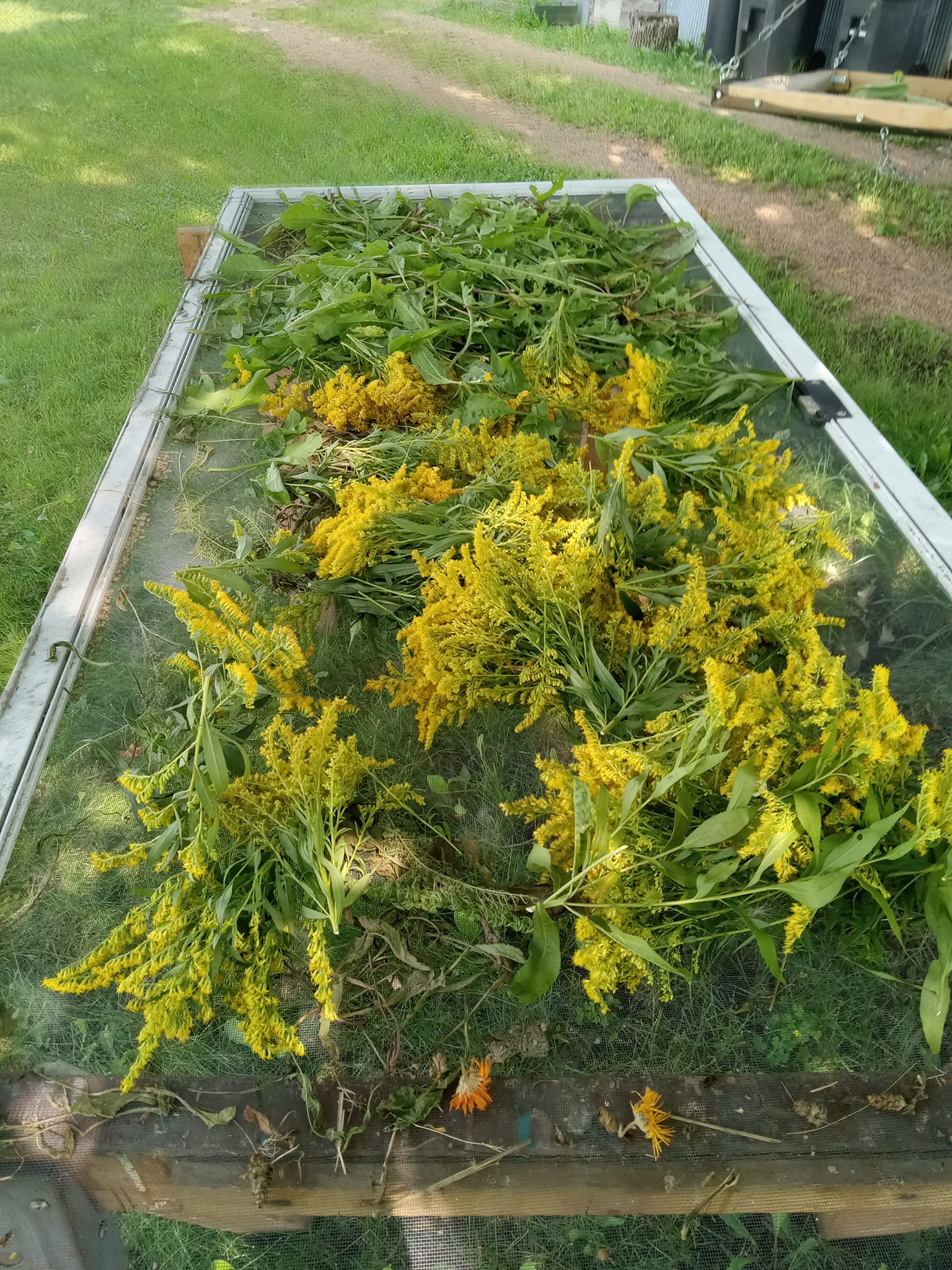 Goldenrod