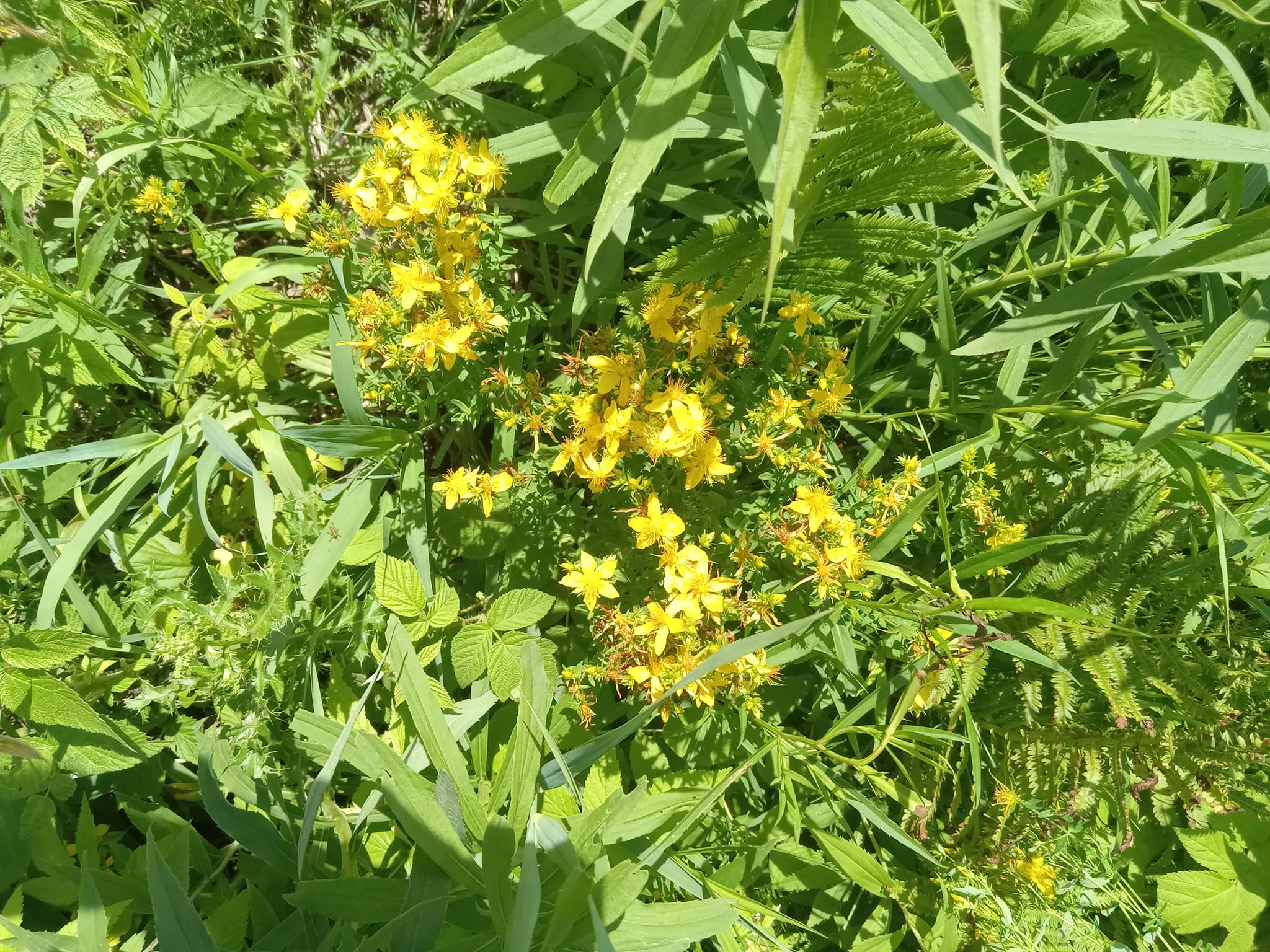 St. John's Wart and benefits